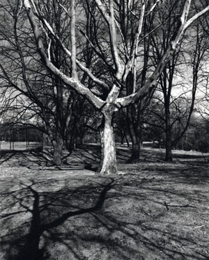 Tree Series #10, 2006 - Dale M. Reid Photography