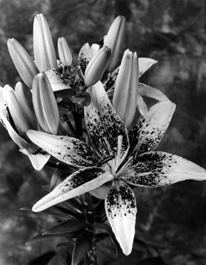 Lily Blast 1 - Dale M. Reid Photography