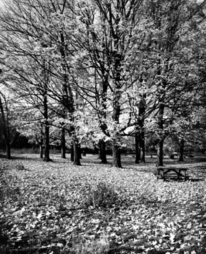 Fall Colours, High Park Toronto, 2005 - Dale M. Reid Photography