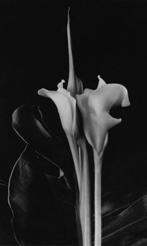 Dale M. Reid Photography - Calla Spike, 2008. Edition Size 10. Image Size 12 x 20. Framed Size 22 x 29.