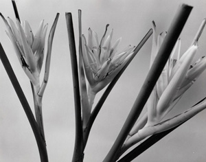 Dale M. Reid Photography - Banana Ray, 2007. Edition Size 10. Image Size 20x16. Framed Size 29x25