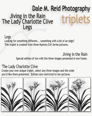 Dale M. Reid Photography - triplets