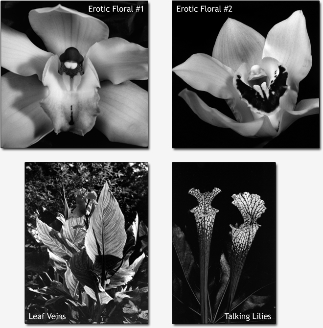 Dale M. Reid Photography - erotic florals