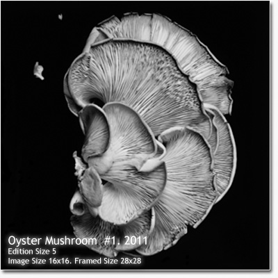 Dale M. Reid Photography. Oyster Mushroom 1