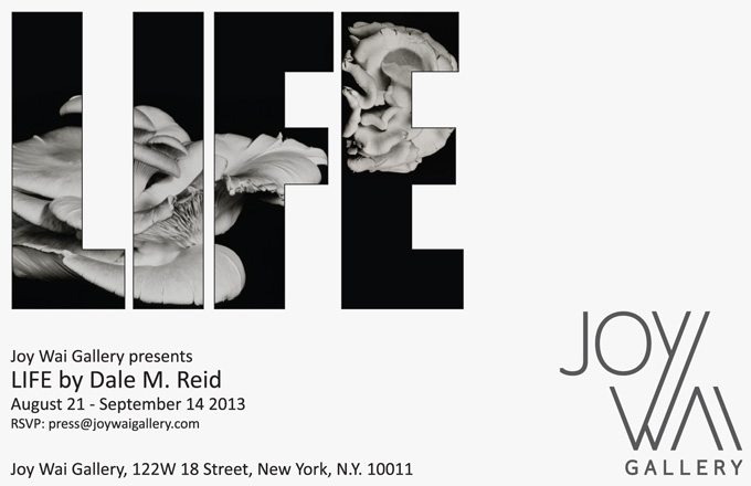 Dale M. Reid Photography. LIFE NYC 21 August 2013 at Joy Wai Gallery