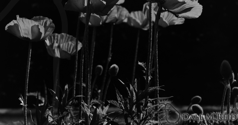 Dale M. Reid Photography. Dreamy. 2011. Floral studies detail
