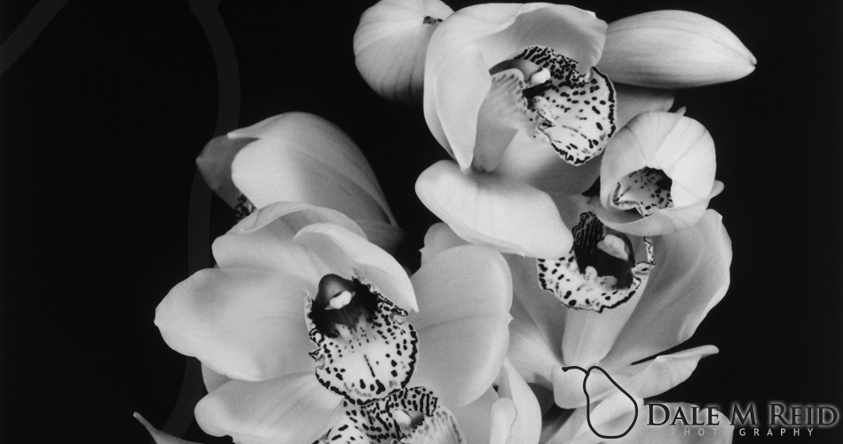 Dale M. Reid Photography. Erotic Cluster. Floral studies detail