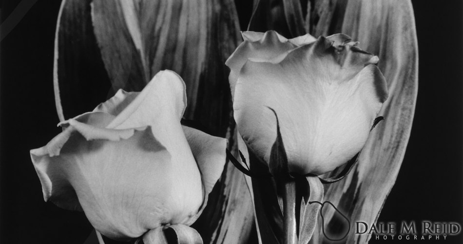Dale M. Reid Photography. Flaming Roses. 2012. Floral studies detail