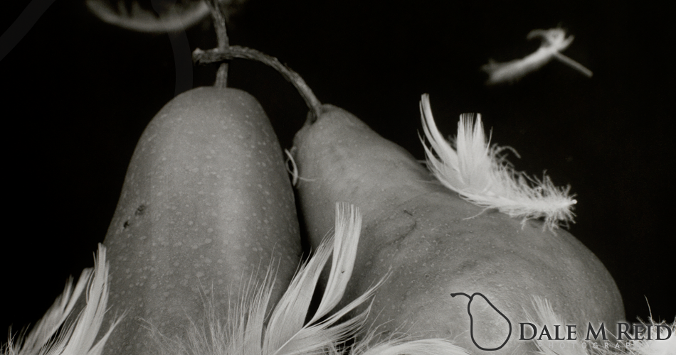 Dale M. Reid Photography. Nestling Pears. Still life detail. 2012.