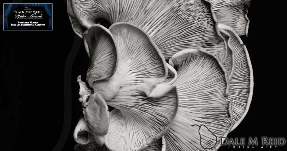 Dale M. Reid Photography. Oyster Mushroom #1. Still life detail