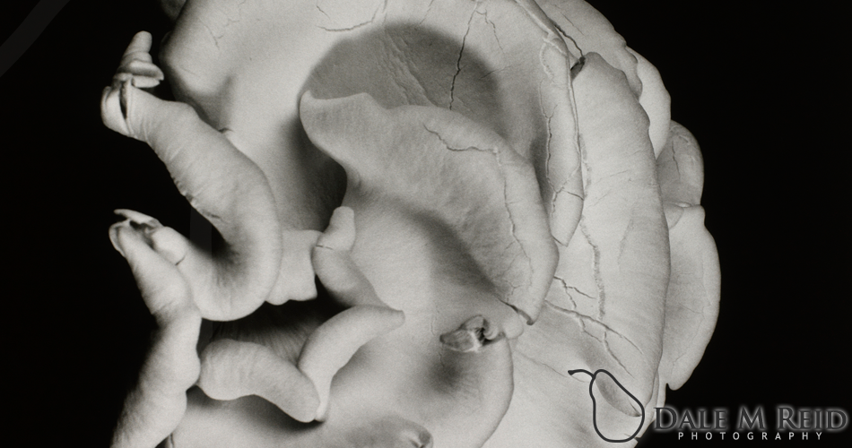 Dale M. Reid Photography. Oyster Mushroom #2. Still life detail. 2012.