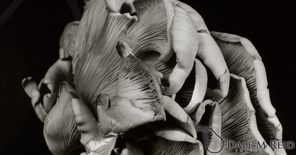 Dale M. Reid Photography. Oyster Mushroom #3. Still life detail. 2012.