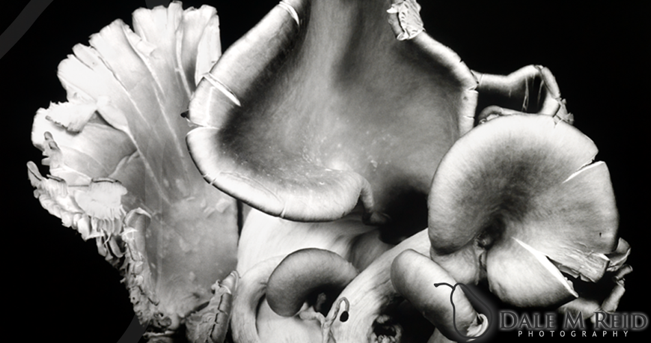 Dale M. Reid Photography. Oyster Mushroom #6. Still life detail. 2012.