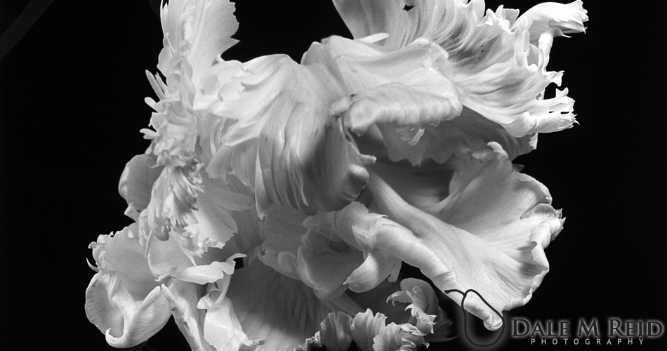 Dale M. Reid Photography. Parrot Tulip #2. Floral studies detail