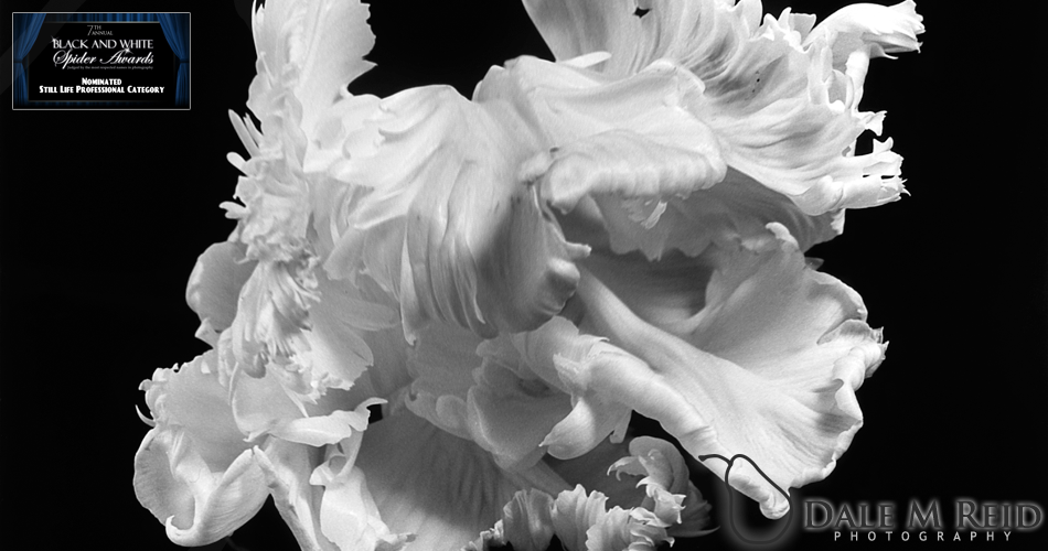 Dale M. Reid Photography. Parrot Tulip #2. Floral studies detail