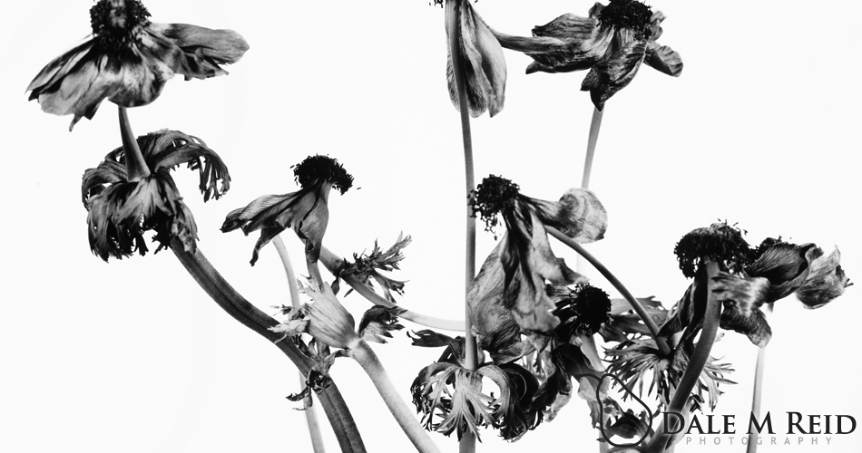 Dale M. Reid Photography. Purple Tango #2. Floral studies detail